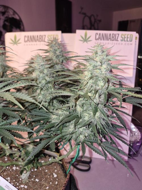 Cannabiz Seeds Gorilla Glue Auto. Week 10