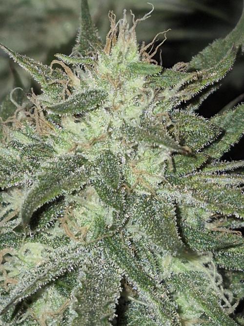 Cannabiz Seeds Gorilla Glue Auto. Week 10