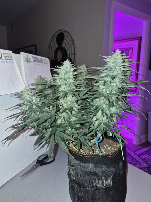 Cannabiz Seeds Gorilla Glue Auto. Week 10