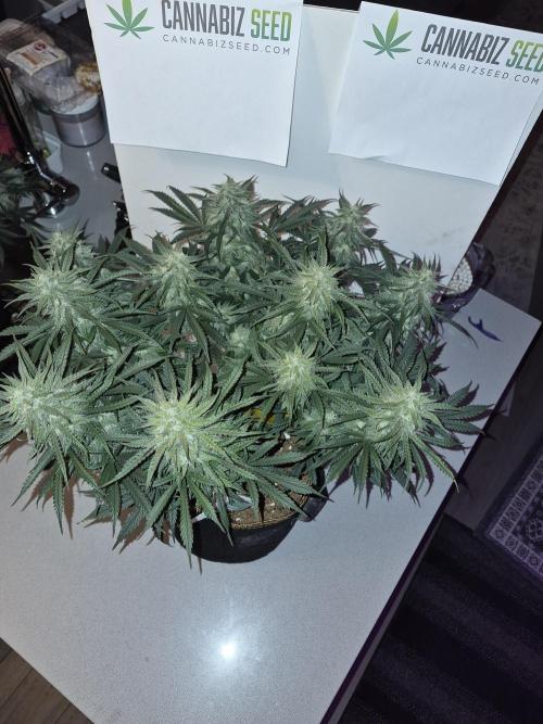 Cannabiz Seeds Gorilla Glue Auto. Week 10