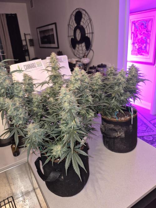 Cannabiz Seeds Gorilla Glue Auto. Week 10