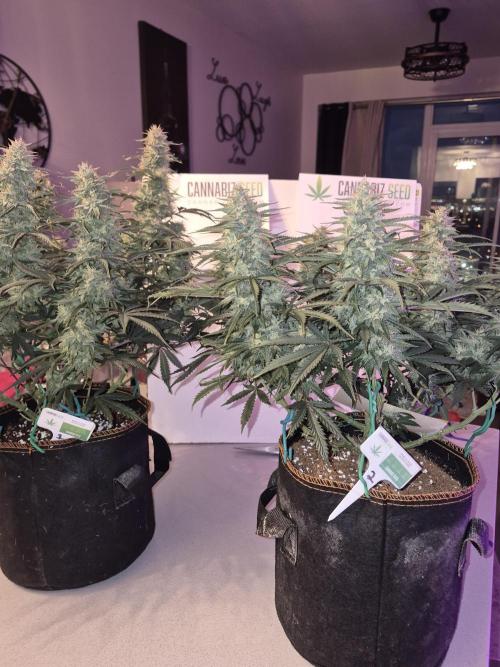 Cannabiz Seeds Gorilla Glue Auto. Week 10