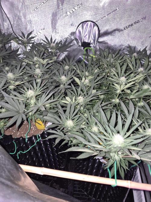 Cannabiz seeds Blue Dream photo period. Week 10