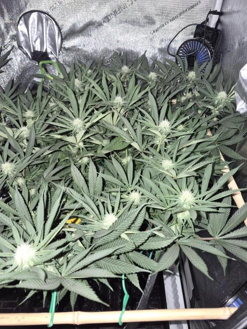 Cannabiz seeds Blue Dream photo period. Week 10
