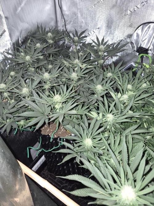 Cannabiz seeds Blue Dream photo period. Week 10