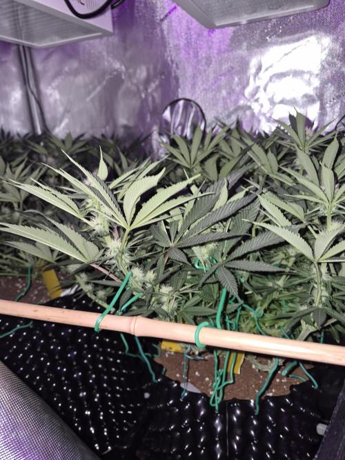 Cannabiz seeds Blue Dream photo period. Week 10