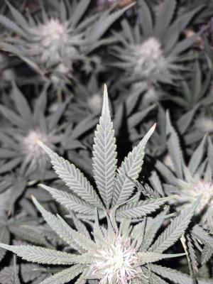 Comment by Condocannibus photo #1