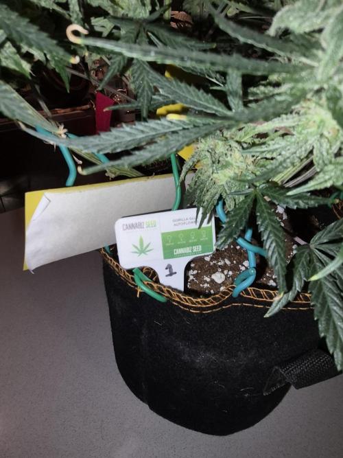 Cannabiz Seeds Gorilla Glue Auto. Week 11