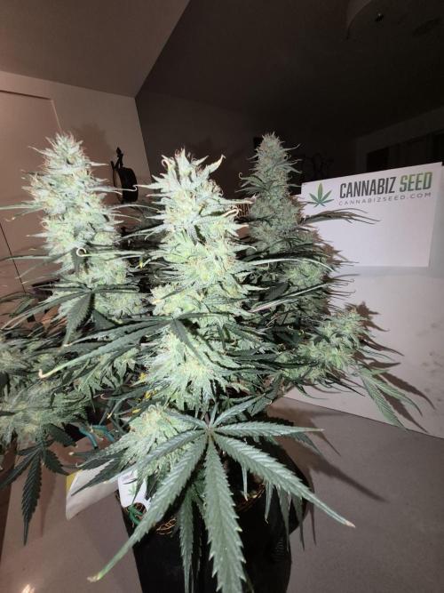 Cannabiz Seeds Gorilla Glue Auto. Week 11