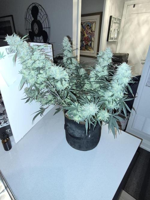 Cannabiz Seeds Gorilla Glue Auto. Week 11