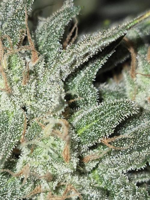 Cannabiz Seeds Gorilla Glue Auto. Week 11
