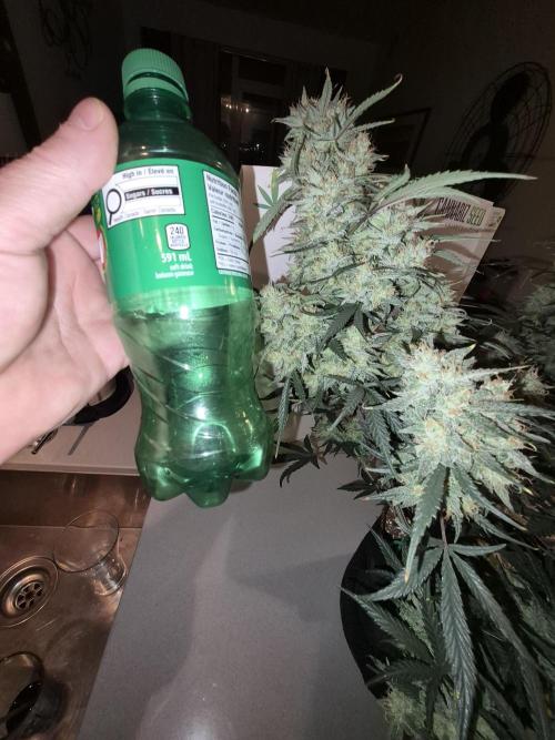 Cannabiz Seeds Gorilla Glue Auto. Week 11