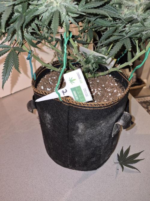 Cannabiz Seeds Gorilla Glue Auto. Week 11