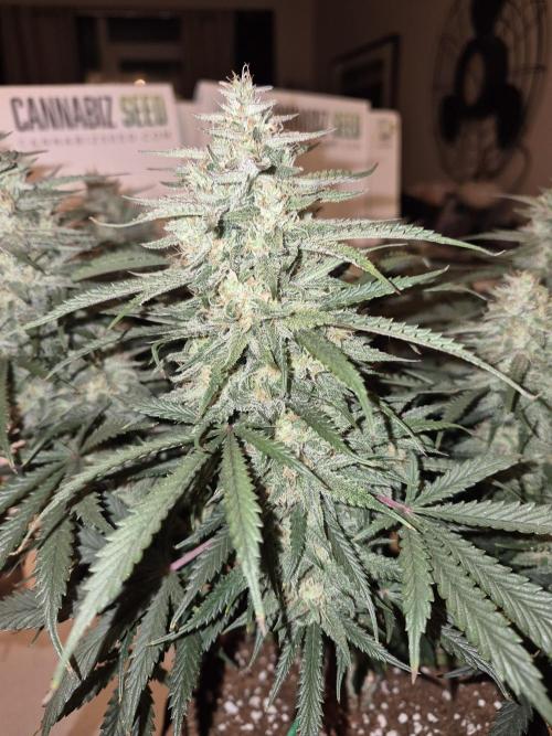 Cannabiz Seeds Gorilla Glue Auto. Week 11