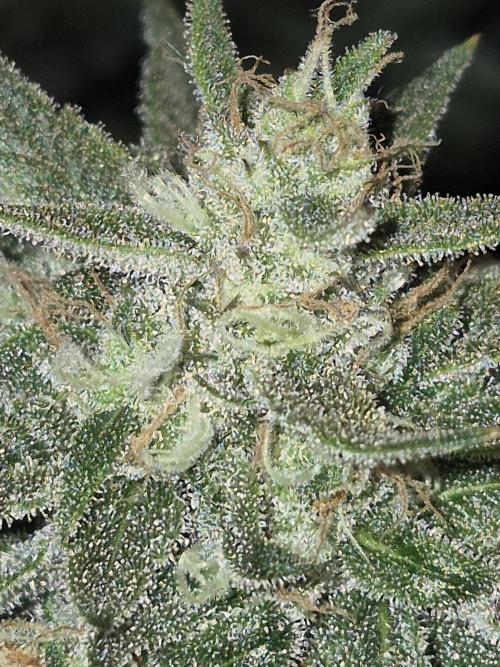 Cannabiz Seeds Gorilla Glue Auto. Week 11