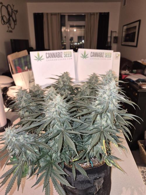 Cannabiz Seeds Gorilla Glue Auto. Week 11