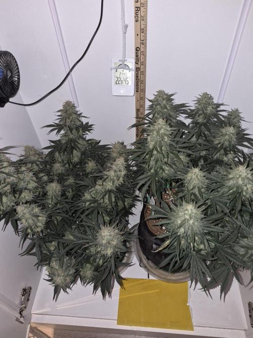 Cannabiz Seeds Gorilla Glue Auto. Week 11