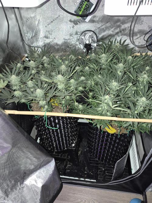 Cannabiz seeds Blue Dream photo period. Week 11