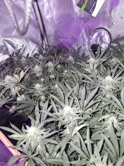 Cannabiz seeds Blue Dream photo period. Week 11