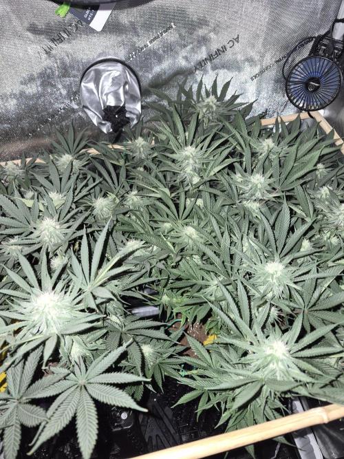 Cannabiz seeds Blue Dream photo period. Week 11