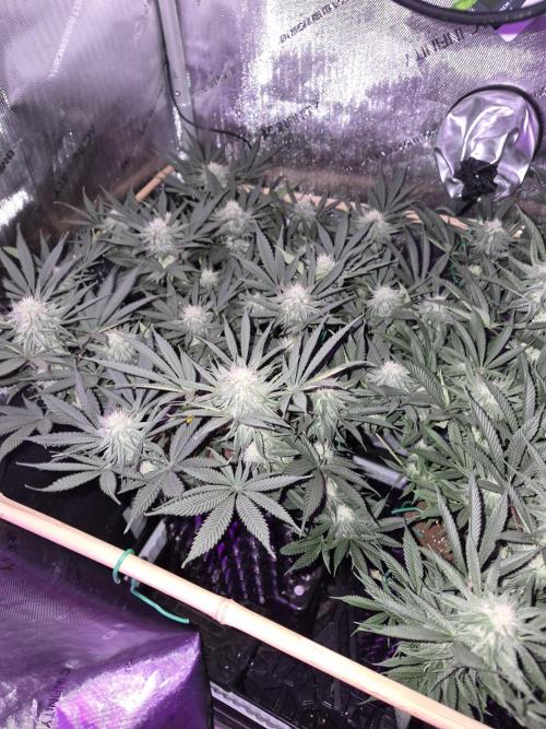 Cannabiz seeds Blue Dream photo period. Week 11