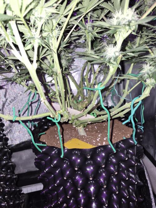 Cannabiz seeds Blue Dream photo period. Week 11