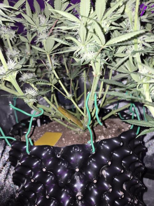 Cannabiz seeds Blue Dream photo period. Week 11