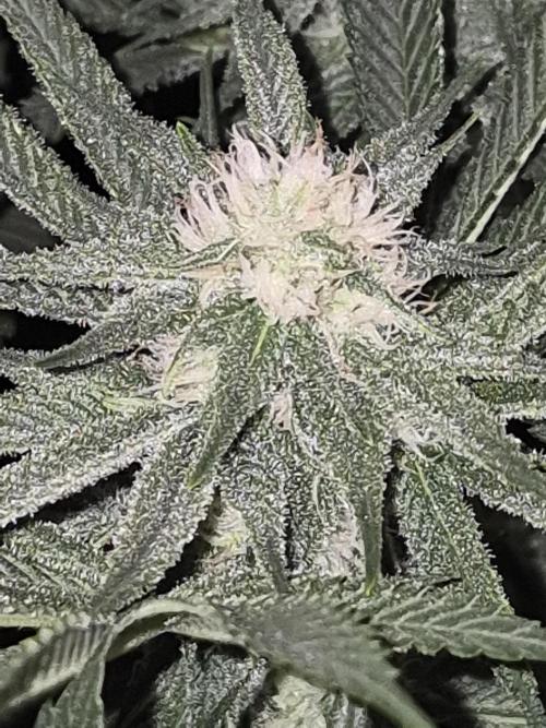 Cannabiz seeds Blue Dream photo period. Week 11