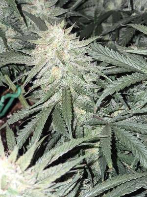 Comment by Condocannibus photo #1