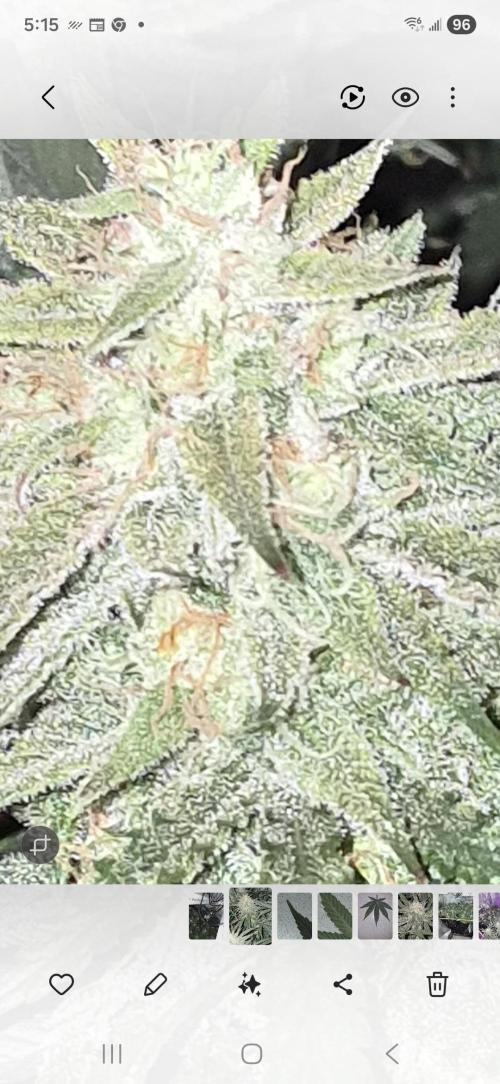 Cannabiz Seeds Gorilla Glue Auto