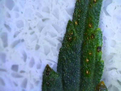 Comment by Condocannibus photo #2