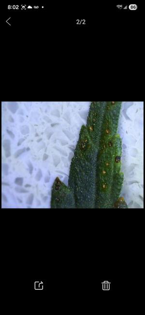Comment by Condocannibus photo #1