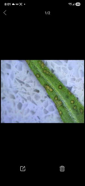 Comment by Condocannibus photo #2