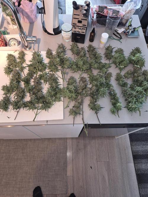Cannabiz Seeds Gorilla Glue Auto. Week 12