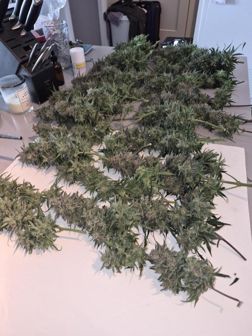 Cloudlab 632 Advance Grow Tent 3x2 (36 x 24 x 72). Week 12