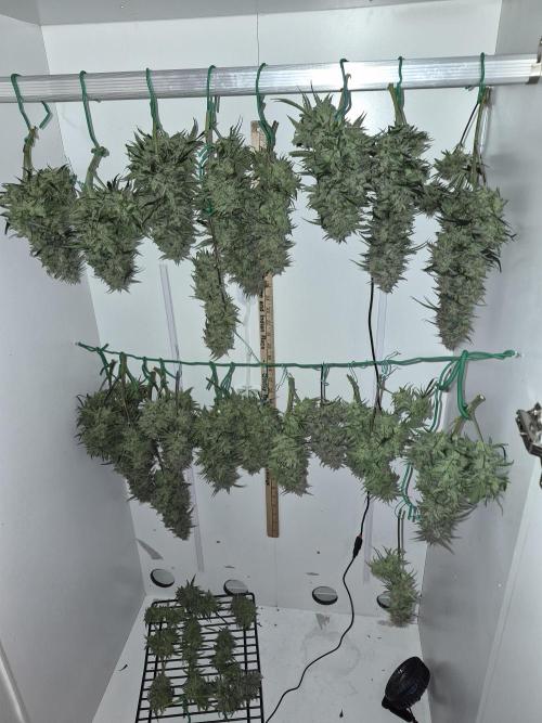 Cannabiz Seeds Gorilla Glue Auto. Week 12