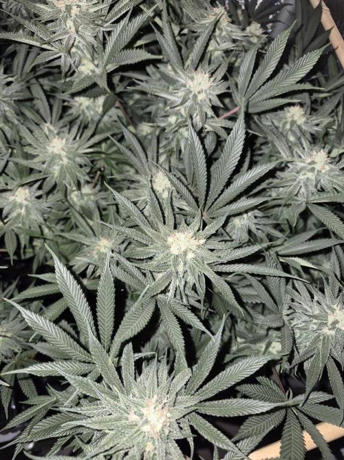Cannabiz seeds Blue Dream photo period. Week 12