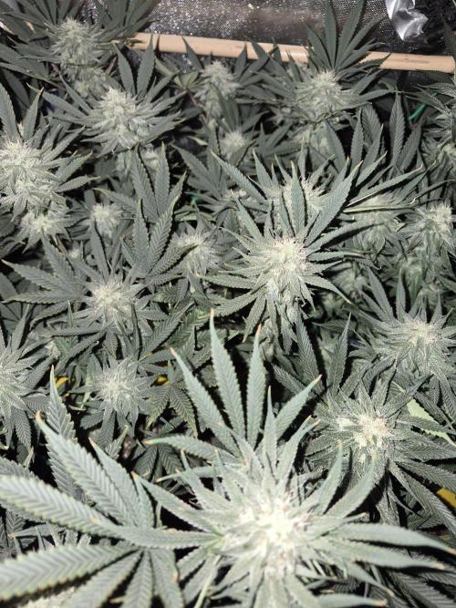 Cannabiz seeds Blue Dream photo period. Week 12