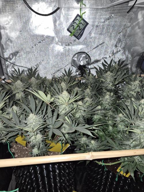 Cannabiz seeds Blue Dream photo period. Week 12