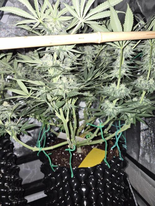 Cannabiz seeds Blue Dream photo period. Week 12