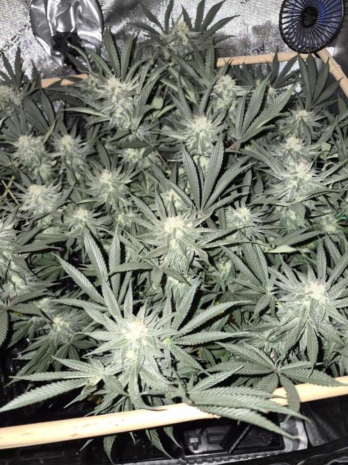 Cannabiz seeds Blue Dream photo period. Week 12