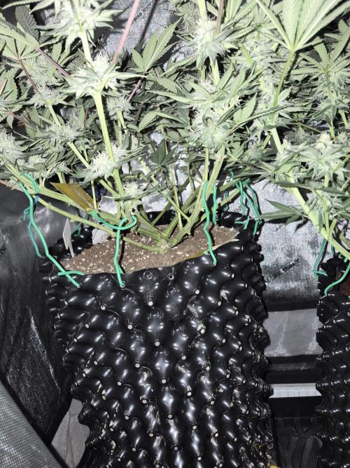 Cannabiz seeds Blue Dream photo period. Week 12