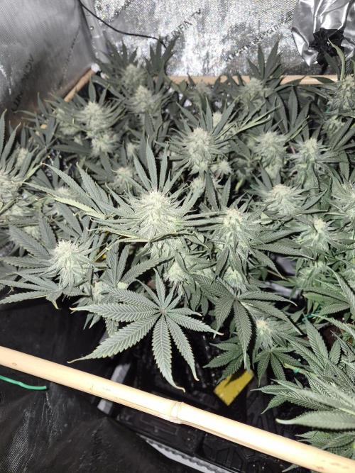Cannabiz seeds Blue Dream photo period. Week 12
