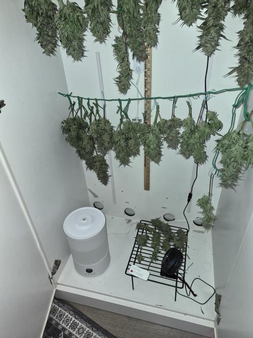 Cloudlab 632 Advance Grow Tent 3x2 (36 x 24 x 72). Week 12