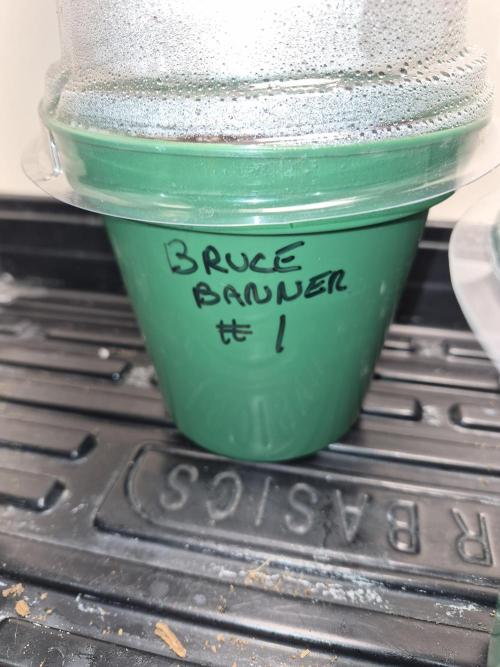 Cannabiz Seeds bruce banner #1. Week 0