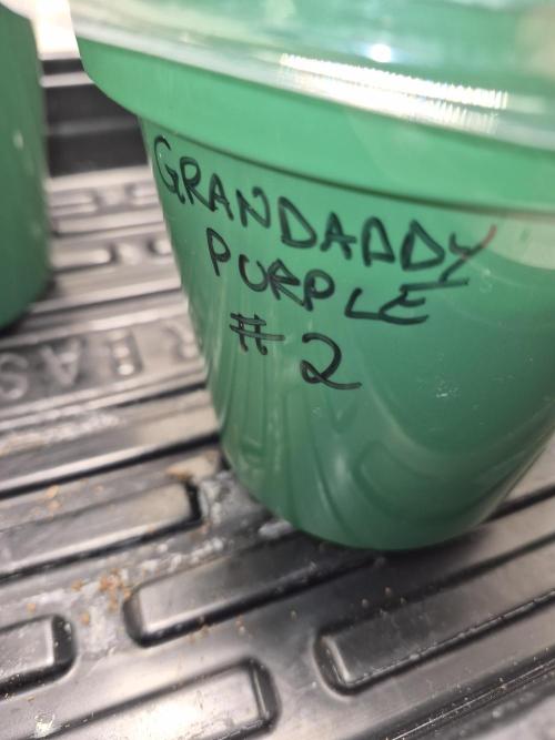 Granddaddy Purple #2. Week 0