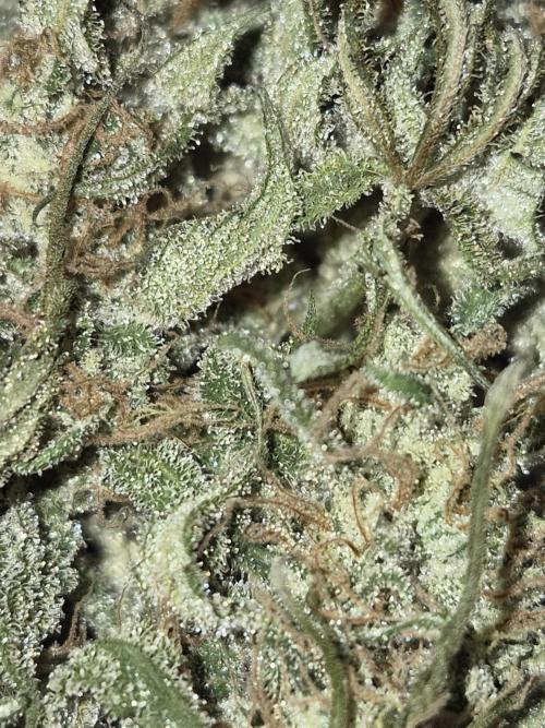 Cannabiz Seeds Gorilla Glue Auto. Week 12