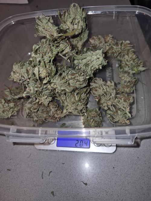 Cannabiz Seeds Gorilla Glue Auto. Week 12