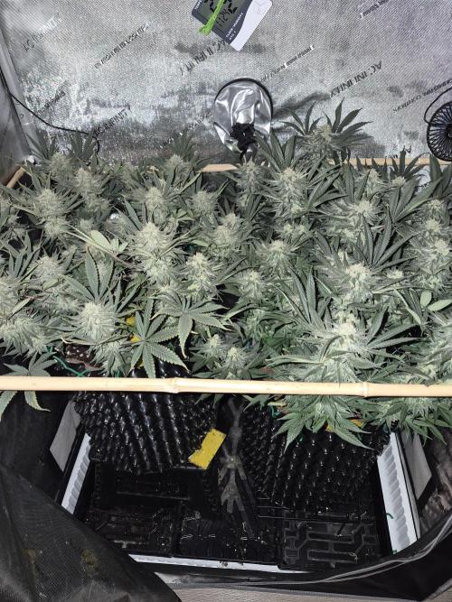 Cannabiz seeds Blue Dream photo period. Week 13
