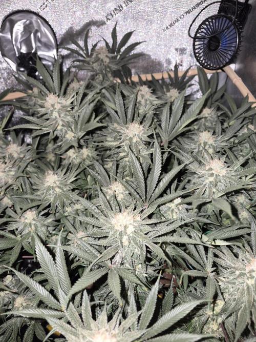 Cannabiz seeds Blue Dream photo period. Week 13